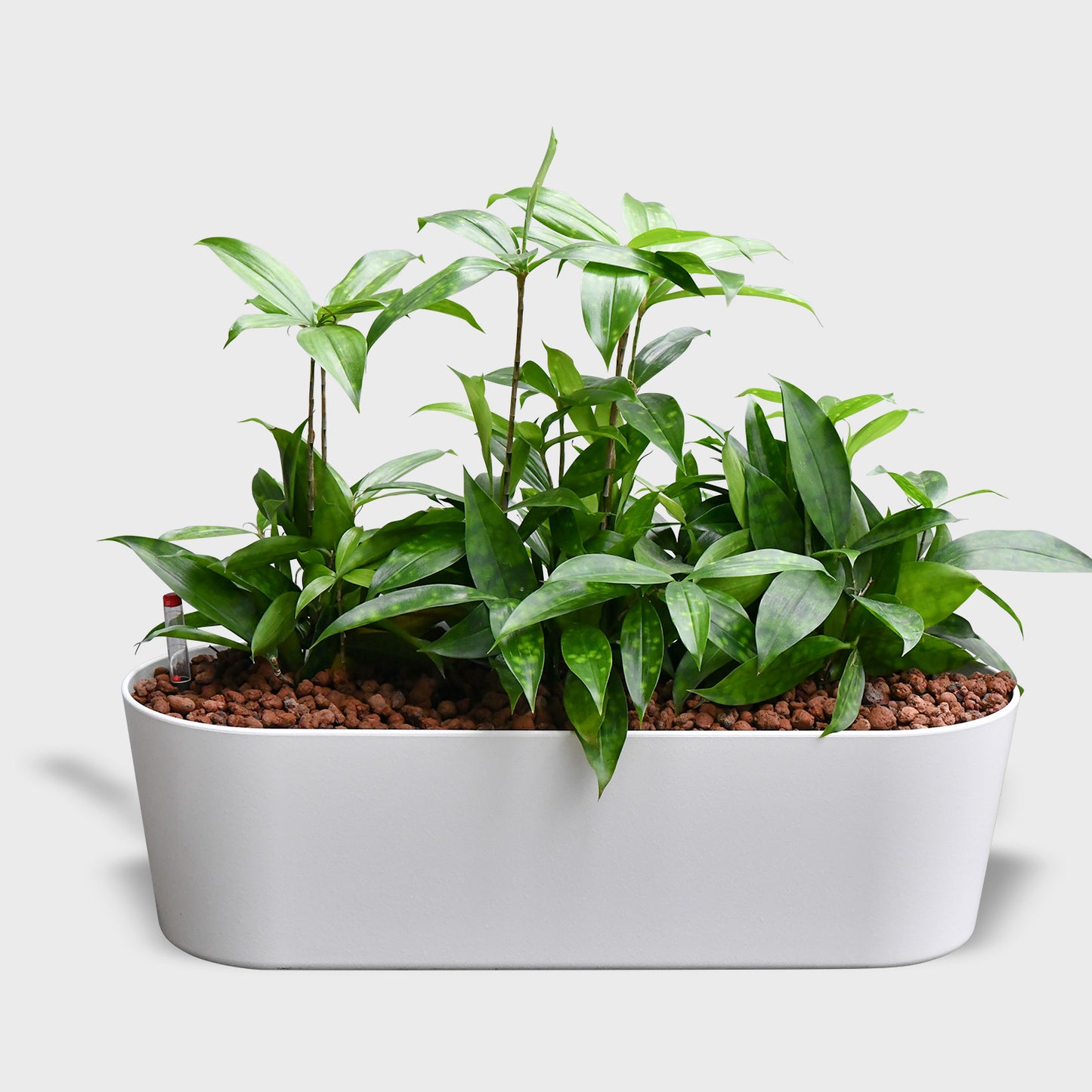 Hydro Büropflanzen Set Sideboard Classico Bambus