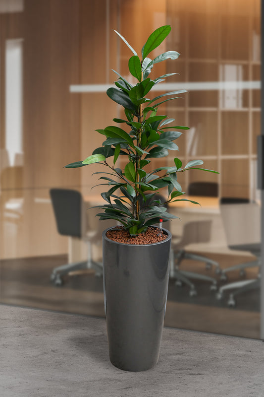 HYDRO SET XL Büropflanze Afrikanischer Feigenbaum mit Vase Classico