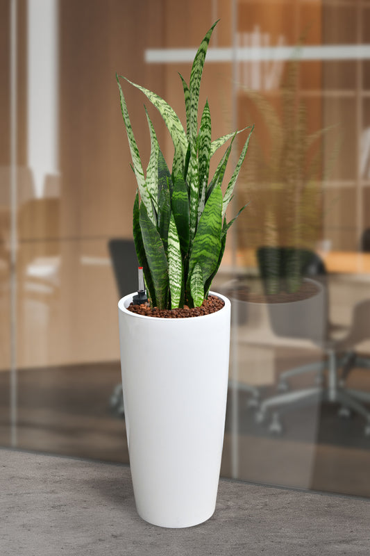 HYDRO SET XL Büropflanze Bogenhanf mit Vase Classico