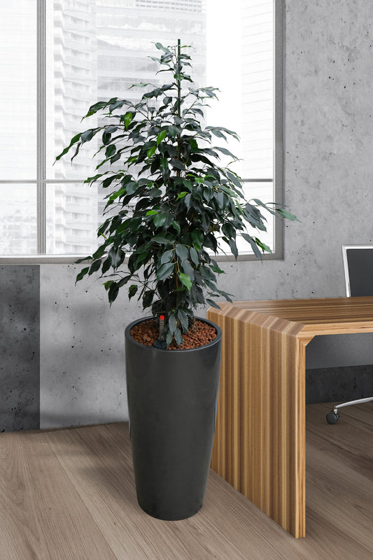HYDRO SET XL Büropflanze Ficus Benjamina mit Vase Classico