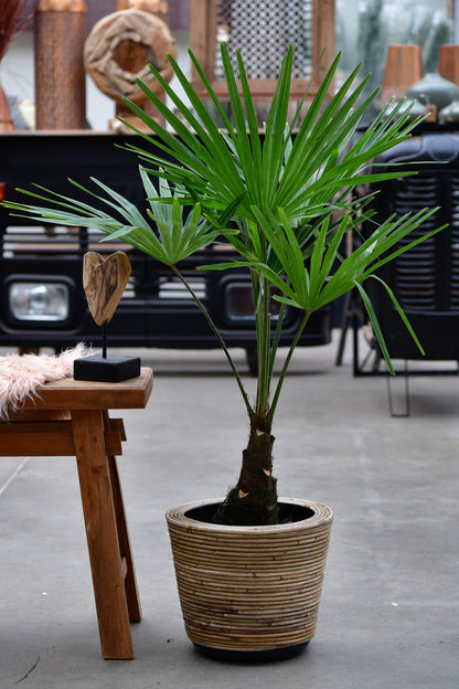 Große winterharte Hanfpalme