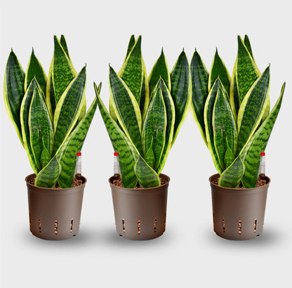 Hydro 3er Pflanzen Set Sansevieria Laurentii