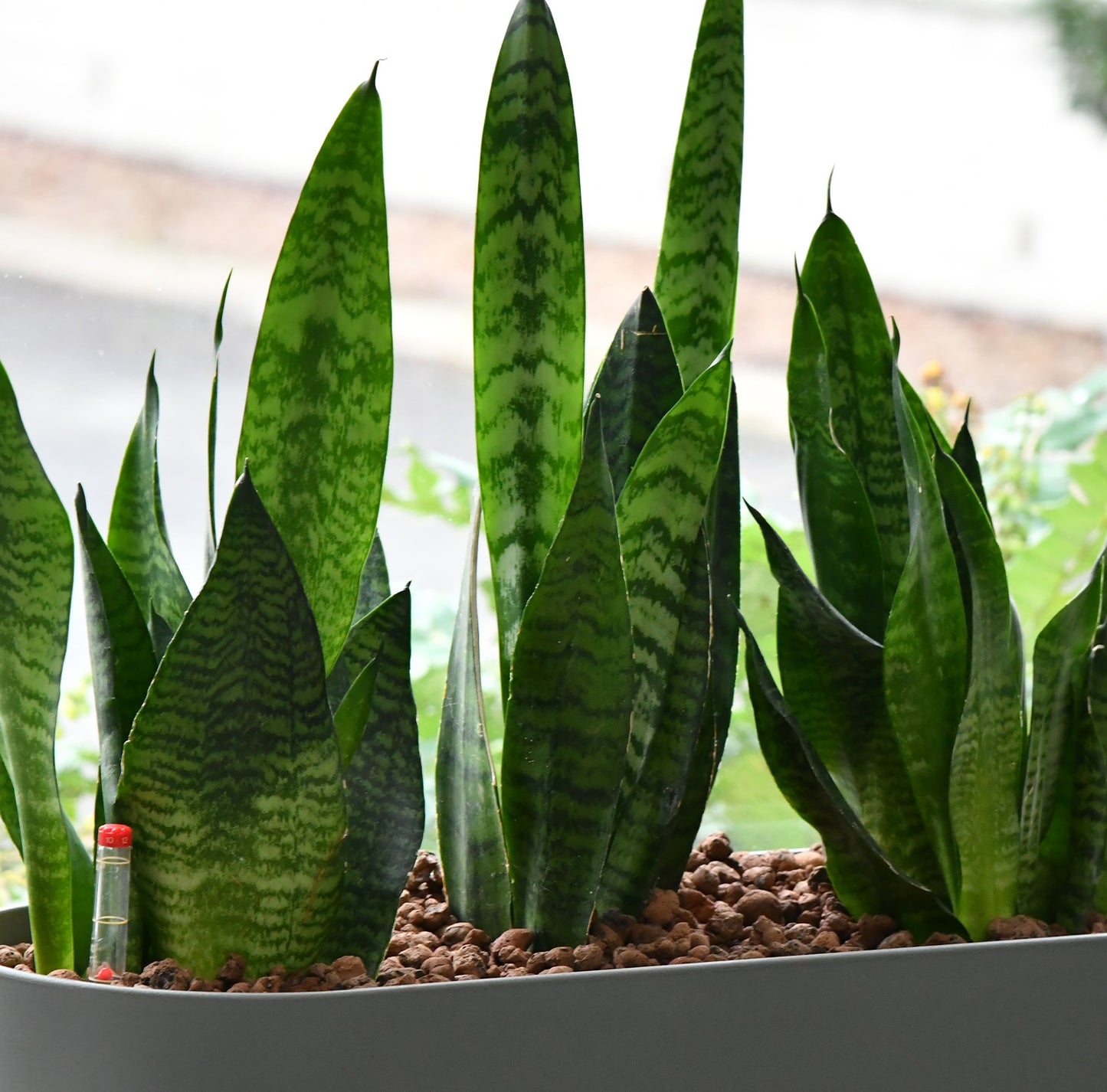 Hydro Büropflanzen Set Sideboard Classico Bogenhanf