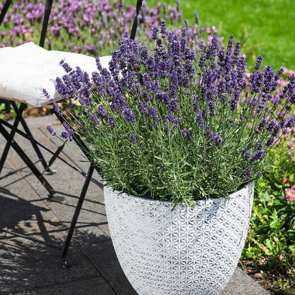 6er Box blaue Lavendel Pflanzen