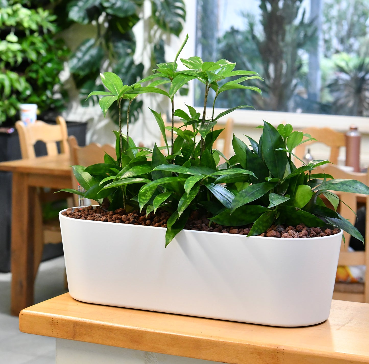 Hydro Büropflanzen Set Sideboard Classico Bambus