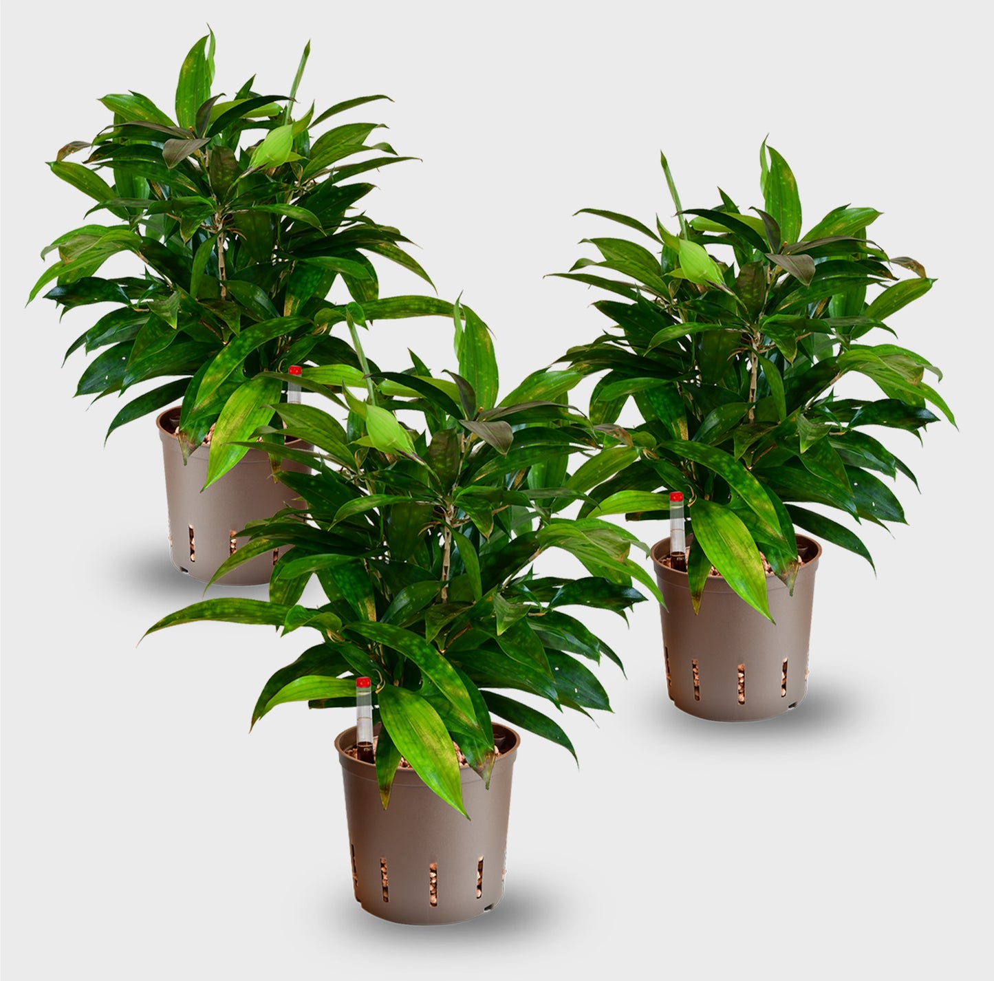 Hydro Büropflanzen Set Sideboard Classico Bambus