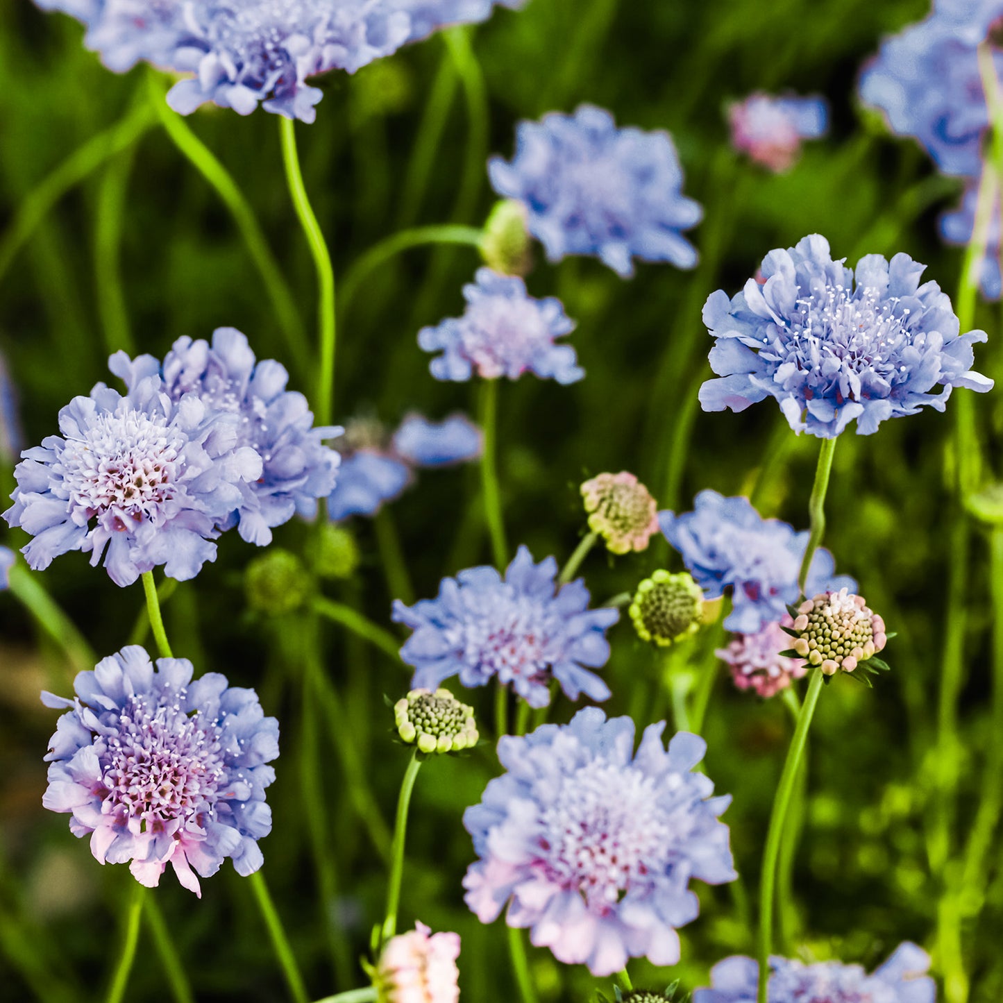 3er Box Tauben-Skabiose