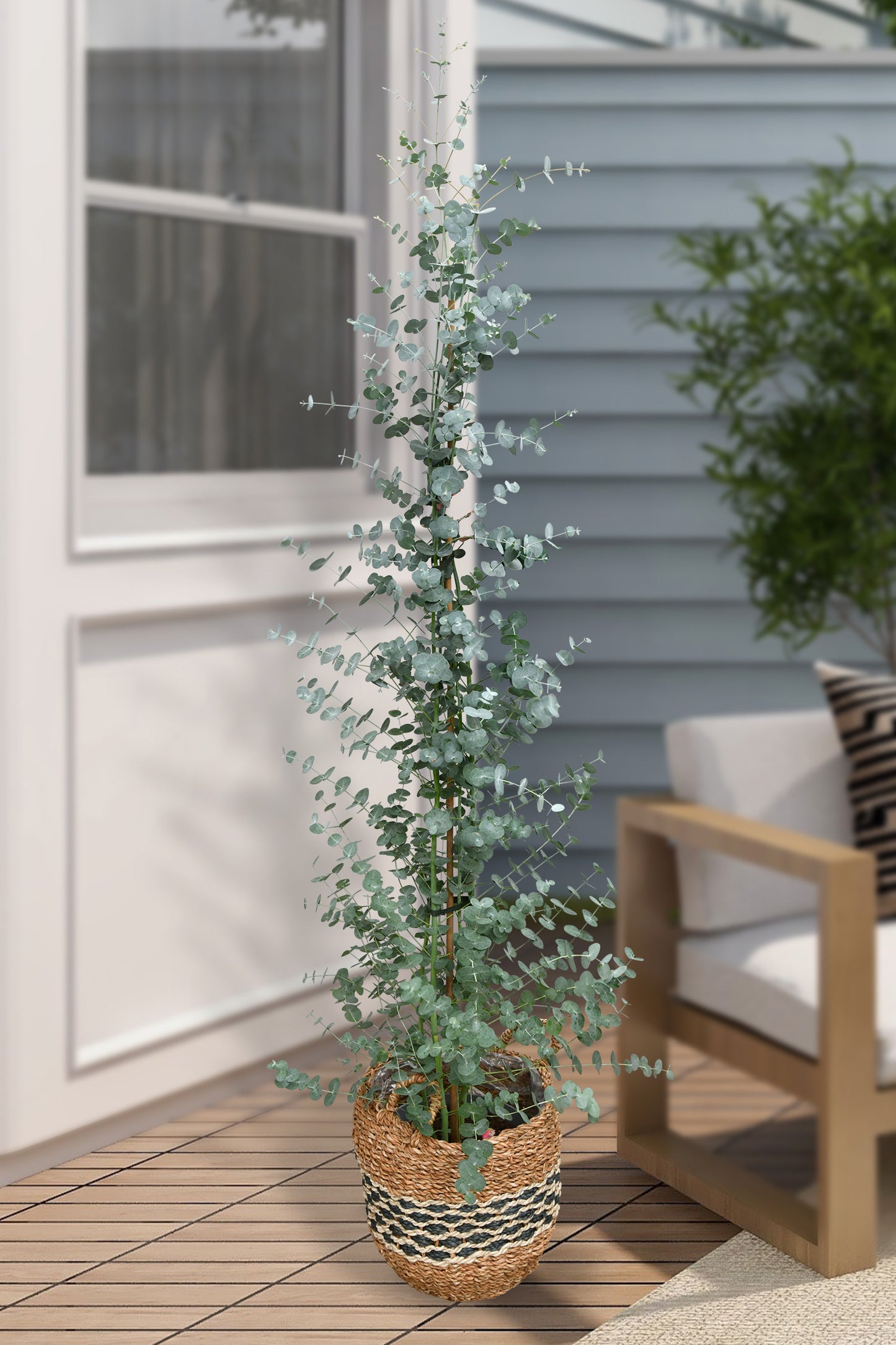 Echter XXL Eukalyptusbaum, 140-150cm