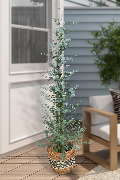 Echter XXL Eukalyptusbaum, 140-150cm