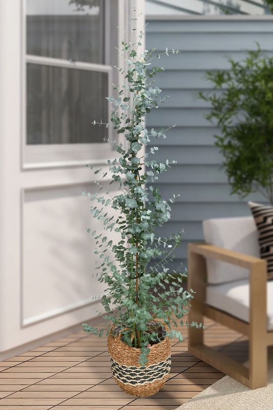 Echter XXL Eukalyptusbaum, 140-150cm