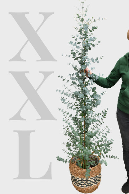 Echter XXL Eukalyptusbaum, 140-150cm