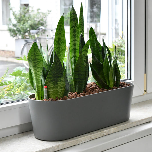 Hydro Büropflanzen Set Sideboard Classico Bogenhanf