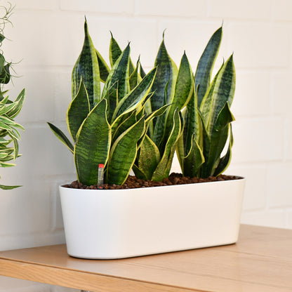 Hydro 3er Pflanzen Set Sansevieria Laurentii