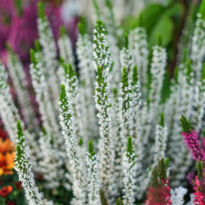 Balkonkasten Set Weißer Herbst
